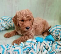 Teddy Bear (cream abstract moyen), a male Poodle - Standard  for sale in Valley Center, KS – 4 of 9
