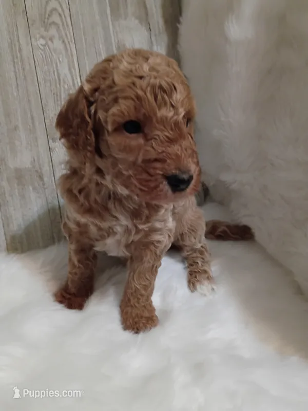 Bear (moyen) – Poodle - Standard  puppy for sale in Valley Center, KS