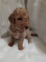 Bear (moyen), a male Poodle - Standard  for sale in Valley Center, KS – 1 of 1