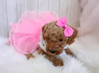 Pink (cream abstract moyen), a female Poodle - Standard  for sale in Valley Center, KS – 4 of 9