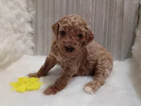 Daisy (moyen), a female Poodle - Standard  for sale in Valley Center, KS – 3 of 4