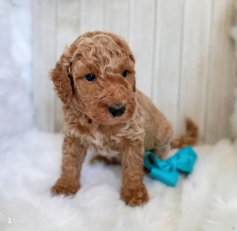 Bear (cream abstract moyen) – Poodle - Standard  puppy for sale in Valley Center, KS