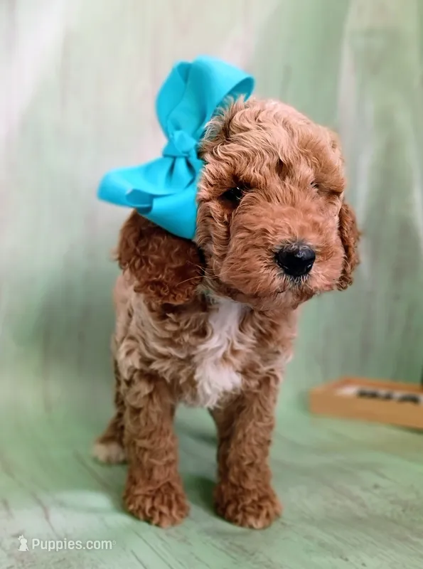 Peony (teal abstract moyen) – Poodle - Standard  puppy for sale in Valley Center, KS