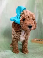 Peony (teal abstract moyen), a female Poodle - Standard  for sale in Valley Center, KS – 1 of 10