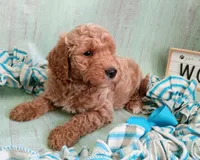 Teddy Bear (cream abstract moyen), a male Poodle - Standard  for sale in Valley Center, KS – 8 of 9