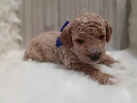 Ruger (blue mini), a male Miniature Goldendoodle for sale in Valley Center, KS – 3 of 4