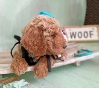Peony (teal abstract moyen), a female Poodle - Standard  for sale in Valley Center, KS – 6 of 10