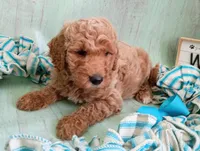 Teddy Bear (cream abstract moyen), a male Poodle - Standard  for sale in Valley Center, KS – 9 of 9