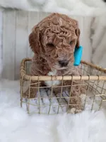 Diesel (blue mini), a male Miniature Goldendoodle for sale in Valley Center, KS – 8 of 8