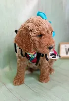 Peony (teal abstract moyen), a female Poodle - Standard  for sale in Valley Center, KS – 7 of 10