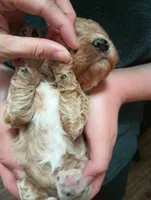 Lily (cream abstract Moyen poodle), a female Poodle - Multi-Colored Standard for sale in Valley Center, KS – Photo 3 of 3