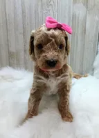 Lily (cream abstract Moyen poodle), a female Poodle - Multi-Colored Standard for sale in Valley Center, KS – Photo 4 of 7