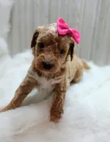 Lily (cream abstract Moyen poodle), a female Poodle - Multi-Colored Standard for sale in Valley Center, KS – Photo 3 of 7