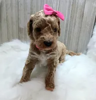 Lily (cream abstract Moyen poodle), a female Poodle - Multi-Colored Standard for sale in Valley Center, KS – Photo 2 of 7