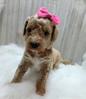 Lily (cream abstract Moyen poodle), a female Poodle - Multi-Colored Standard for sale in Valley Center, KS – Photo 1 of 7