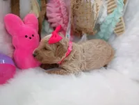 Lily (cream abstract Moyen poodle), a female Poodle - Multi-Colored Standard for sale in Valley Center, KS – Photo 2 of 3