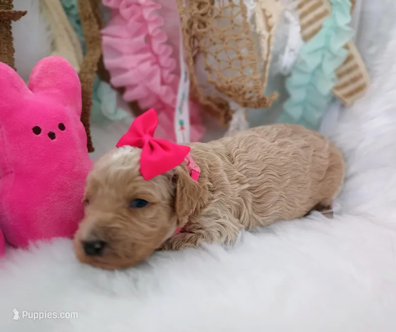 Lily (cream abstract Moyen poodle) – Poodle - Multi-Colored Standard puppy for sale in Valley Center, KS