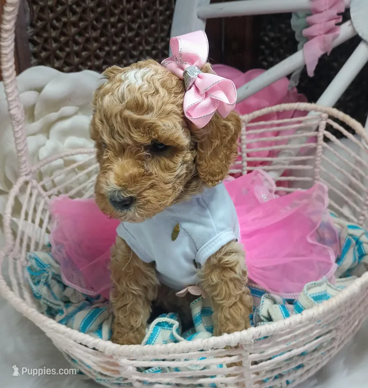 Lily (cream abstract Moyen poodle) – Poodle - Multi-Colored Standard puppy for sale in Valley Center, KS