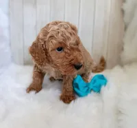 Bear (cream abstract moyen), a male Poodle - Standard  for sale in Valley Center, KS – 4 of 5