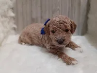 Ruger (blue mini), a male Miniature Goldendoodle for sale in Valley Center, KS – 1 of 4