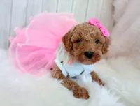 Pink (cream abstract moyen), a female Poodle - Standard  for sale in Valley Center, KS – 5 of 9