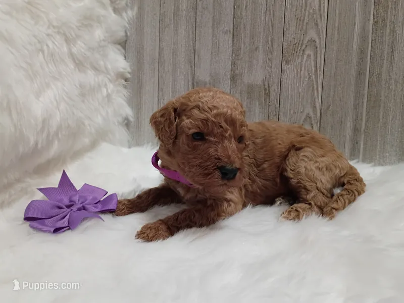 Violet (moyen) – Poodle - Standard  puppy for sale in Valley Center, KS