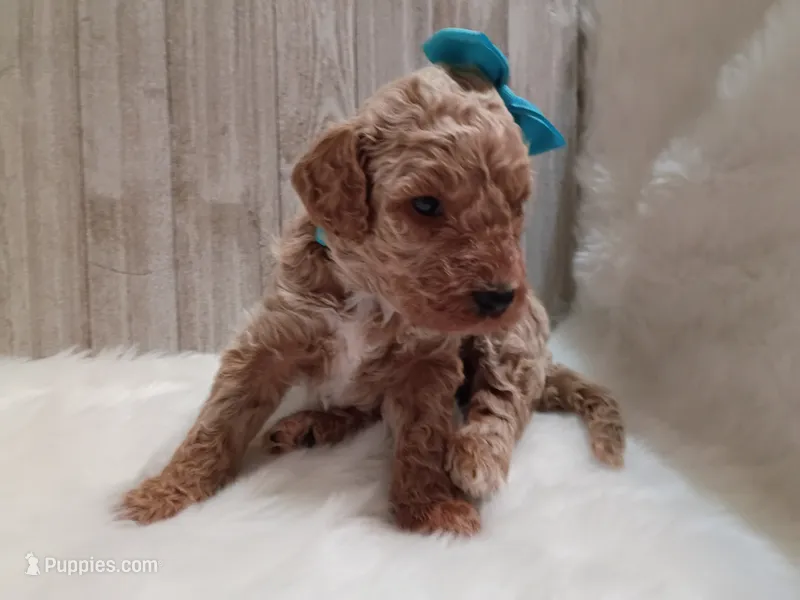 Peony (teal moyen) – Poodle - Standard  puppy for sale in Valley Center, KS