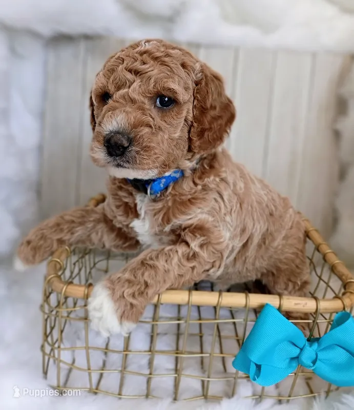 Diesel (blue mini) – Miniature Goldendoodle puppy for sale in Valley Center, KS
