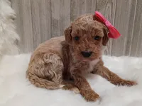 Pink (moyen), a female Poodle - Standard  for sale in Valley Center, KS – 3 of 3