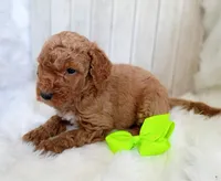 Winston (darker moyen), a male Poodle - Standard  for sale in Valley Center, KS – 3 of 3