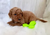Winston (darker moyen), a male Poodle - Standard  for sale in Valley Center, KS – 1 of 3