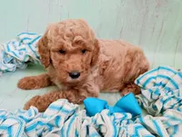 Teddy Bear (cream abstract moyen), a male Poodle - Standard  for sale in Valley Center, KS – 6 of 9