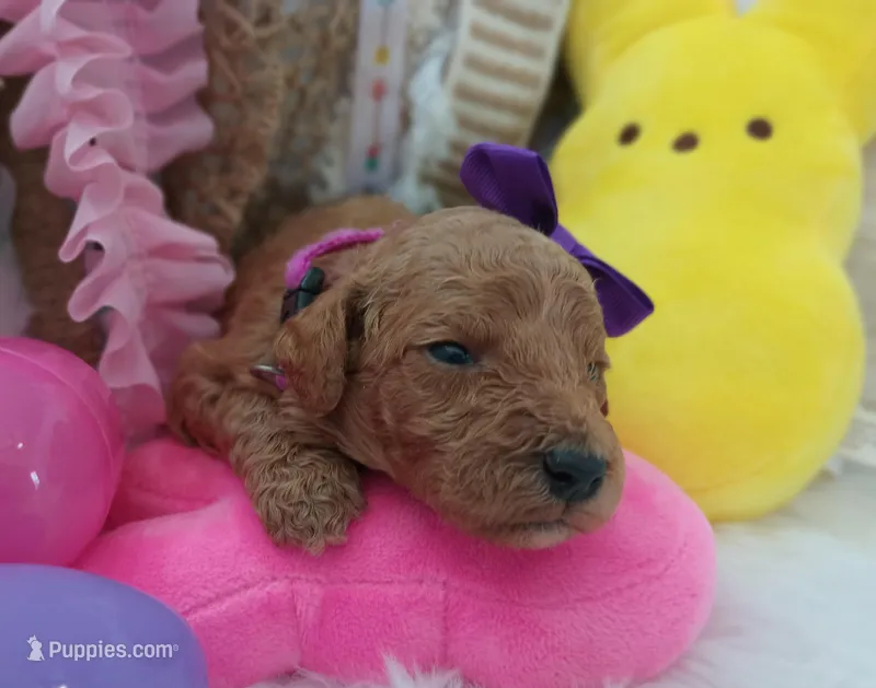 Peach (purple moyen) – Poodle - Multi-Colored Standard puppy for sale in Valley Center, KS
