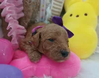 Peach (purple moyen), a female Poodle - Multi-Colored Standard for sale in Valley Center, KS – Photo 1 of 4