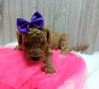 Peach (purple moyen), a female Poodle - Multi-Colored Standard for sale in Valley Center, KS – Photo 3 of 7