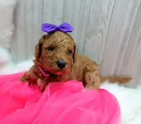 Peach (purple moyen), a female Poodle - Multi-Colored Standard for sale in Valley Center, KS – Photo 2 of 7