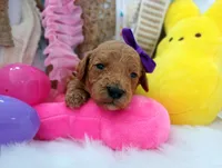 Peach (purple moyen), a female Poodle - Multi-Colored Standard for sale in Valley Center, KS – Photo 2 of 4