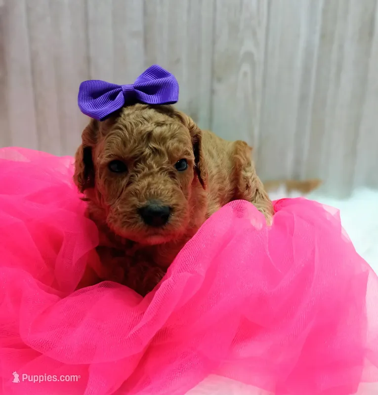 Peach (purple moyen) – Poodle - Multi-Colored Standard puppy for sale in Valley Center, KS