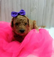 Peach (purple moyen), a female Poodle - Multi-Colored Standard for sale in Valley Center, KS – Photo 1 of 7