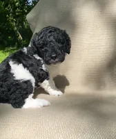Scone, a male Goldendoodle and Sheepadoodle for sale in Nashville, TN – 5 of 10