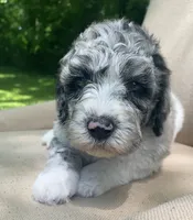 Danish, a male Goldendoodle and Sheepadoodle for sale in Nashville, TN – 7 of 10