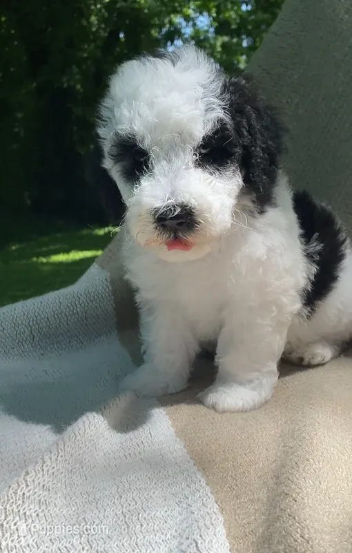 Pita – Goldendoodle, Sheepadoodle puppy for sale in Nashville, TN