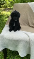 Baguette, a male Goldendoodle and Sheepadoodle for sale in Nashville, TN – 5 of 9
