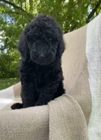 Pumpernickel , a male Goldendoodle and Sheepadoodle for sale in Nashville, TN – 5 of 9