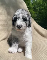 Danish, a male Goldendoodle and Sheepadoodle for sale in Nashville, TN – 6 of 10
