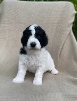 Panini, a male Goldendoodle and Sheepadoodle for sale in Nashville, TN – 10 of 10