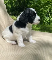 Strudel, a female Goldendoodle and Sheepadoodle for sale in Nashville, TN – 5 of 10