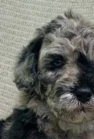 Churro, a male Goldendoodle and Sheepadoodle for sale in Nashville, TN – 2 of 10