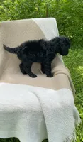 Baguette, a male Goldendoodle and Sheepadoodle for sale in Nashville, TN – 9 of 9