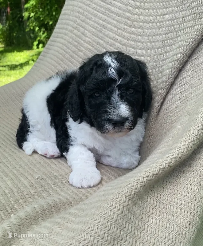 Beignet – Goldendoodle, Sheepadoodle puppy for sale in Nashville, TN